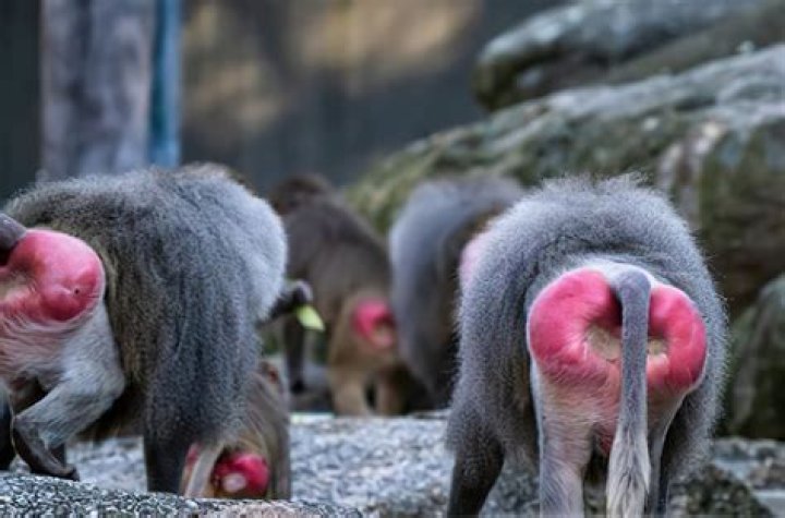 The Fascinating World of Baboon Anus: Anatomy, Behavior, and Significance