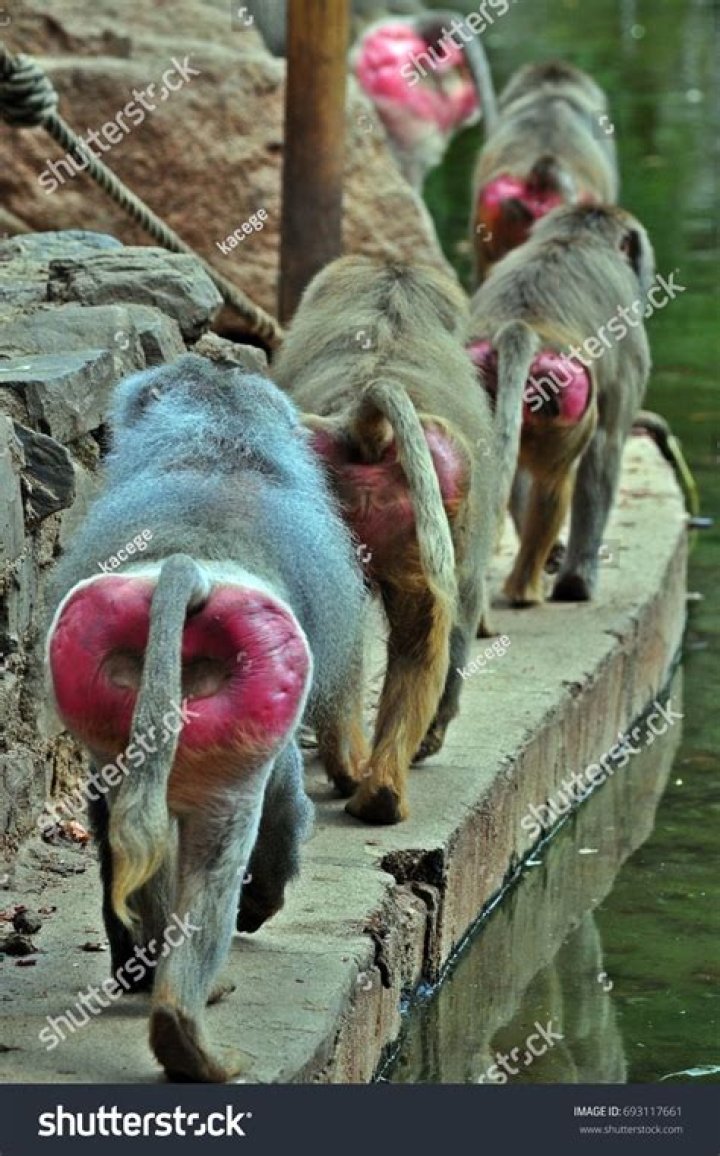 Baboon Ass: Exploring the Unique Features and Significance