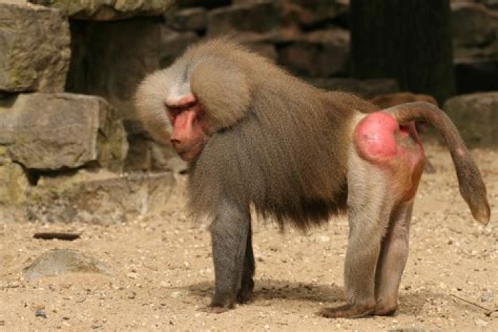 The Fascinating World of Baboon Bums: A Comprehensive Guide