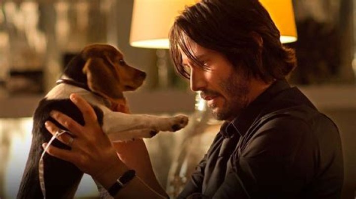 Beagle in John Wick: The Heartwarming Symbol of Loyalty and Love
