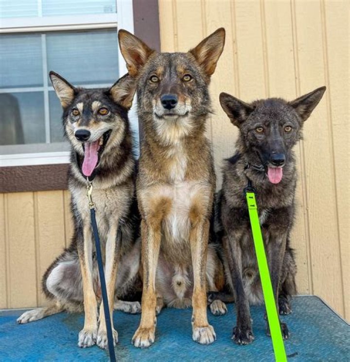 Best Dog Coyote Protection: Safeguard Your Beloved Pet Today