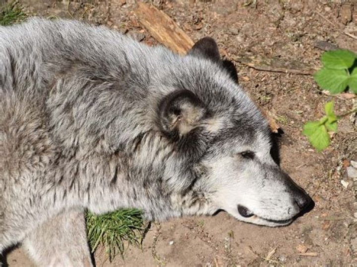 The Biggest Wolf Ever Recorded: Unveiling the Legends and Facts