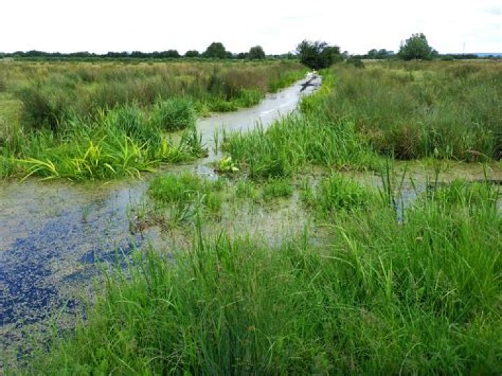 Understanding Boggy Areas: Characteristics, Importance, and Conservation