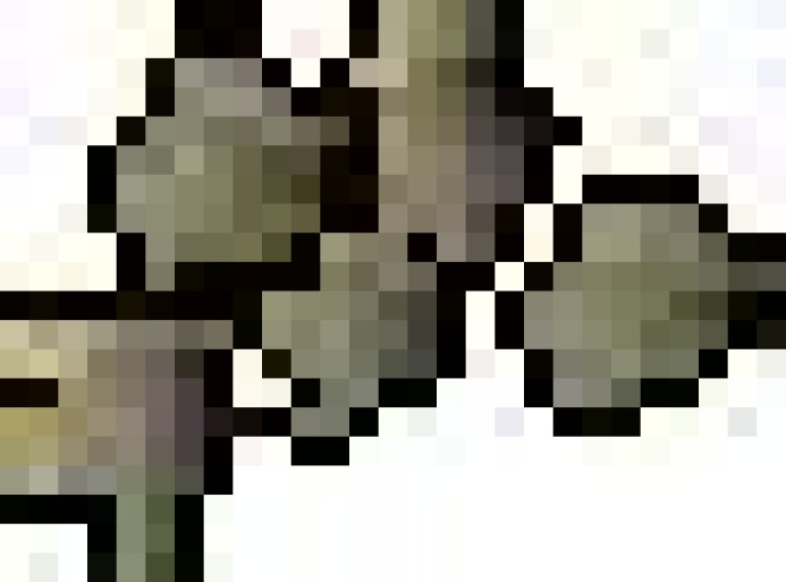 Bush Patch OSRS: The Ultimate Guide to Farming and Strategy