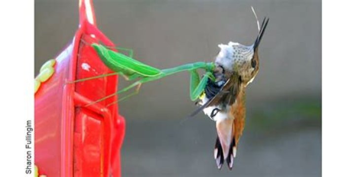 **The Surprising Predatory Habits of Praying Mantises: Can They Eat a Hummingbird?**