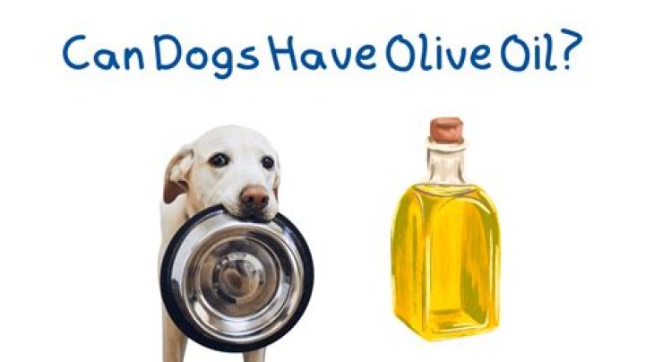 Can Dogs Have Olive Oil? Everything You Need to Know