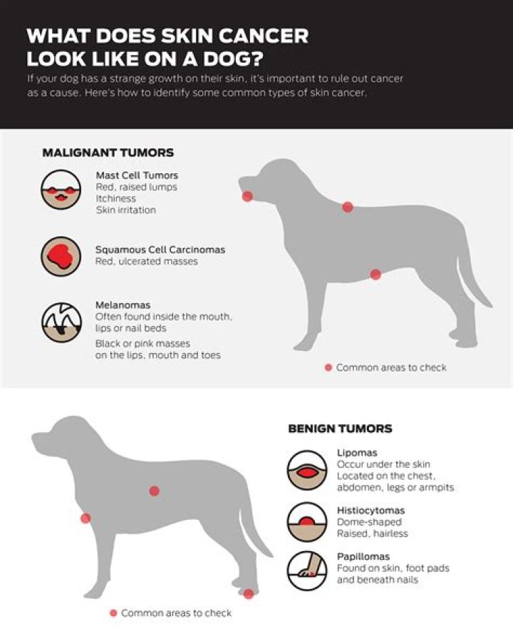 Cancer Skin Tags on Dogs: Understanding, Identifying, and Managing Them