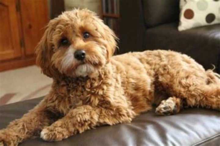 Cavapoo: The Ultimate Guide to This Adorable and Intelligent Companion