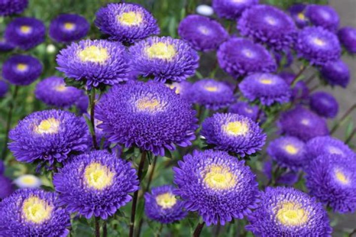 Exploring the Beauty and Significance of Chinese Flowers