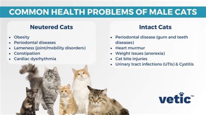 Do Ginger Cats Have More Health Problems? Unveiling the Truth