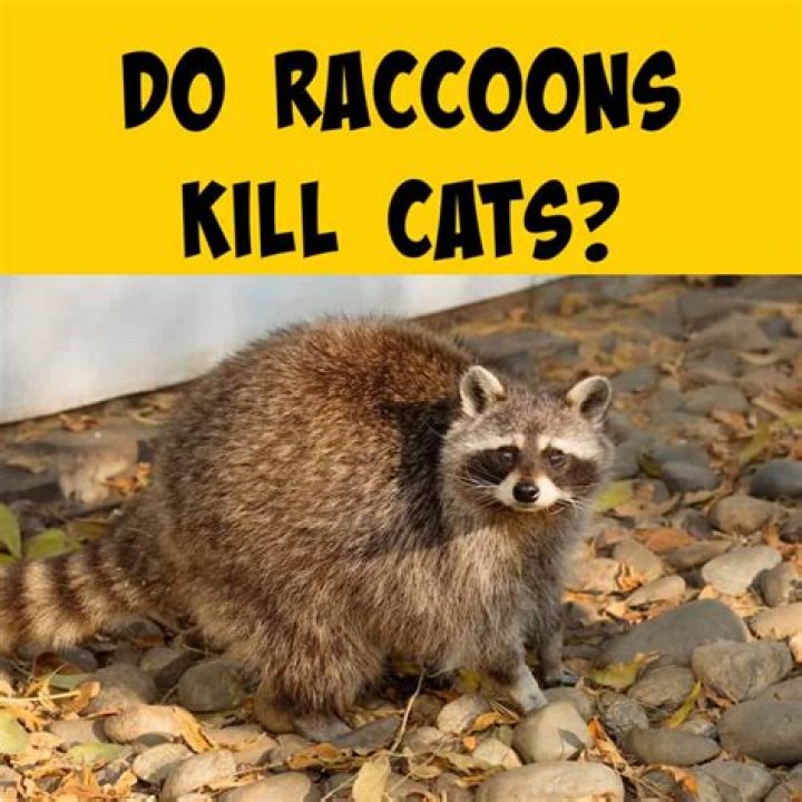 The Intriguing Relationship Between Raccoons and Cats: Do Raccoons Kill Cats?