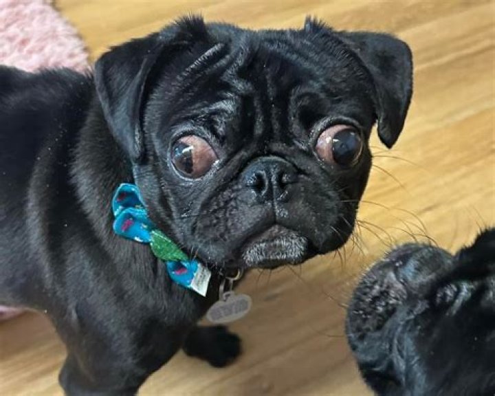 Embracing Uniqueness: The Heartwarming Story of a Down Syndrome Pug