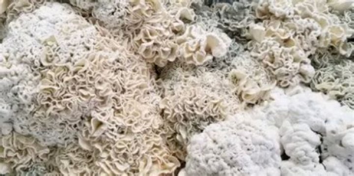 Unveiling the Mysteries of Enigma Shrooms: A Comprehensive Guide