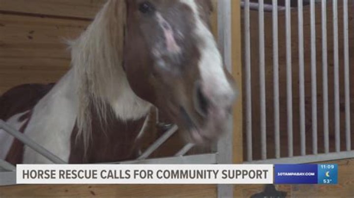Equine Rescue Near Me: A Comprehensive Guide to Saving and Caring for Horses