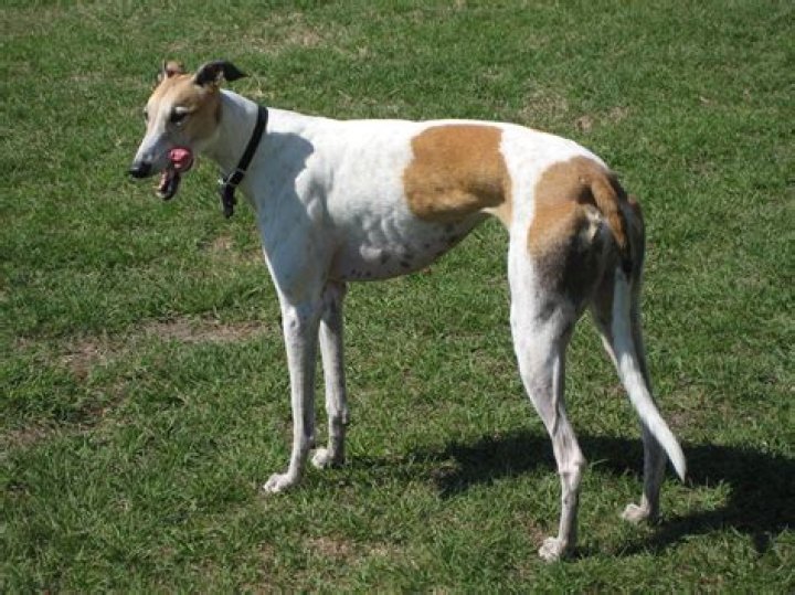 Unleashing the Power of Greyhounds: A Comprehensive Guide to Understanding the Breed