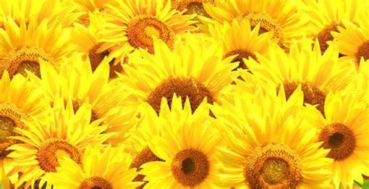 Everything You Need to Know About HD Hub4You