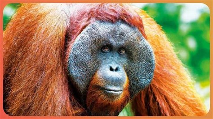 Understanding IQ in Orangutans: Insights into Their Intelligence