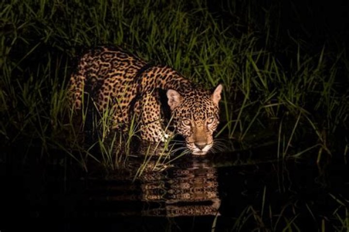 Jaguar Behavior: Understanding the Elusive Big Cat