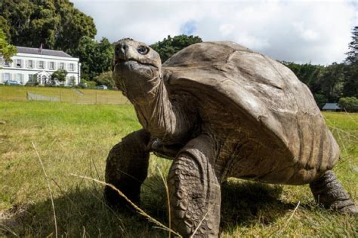 Jonathan the Tortoise: The World&rsquo;s Oldest Living Land Animal