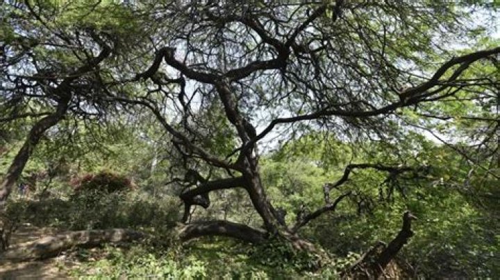 Kikar Hashabos: A Comprehensive Guide to Understanding Its Significance