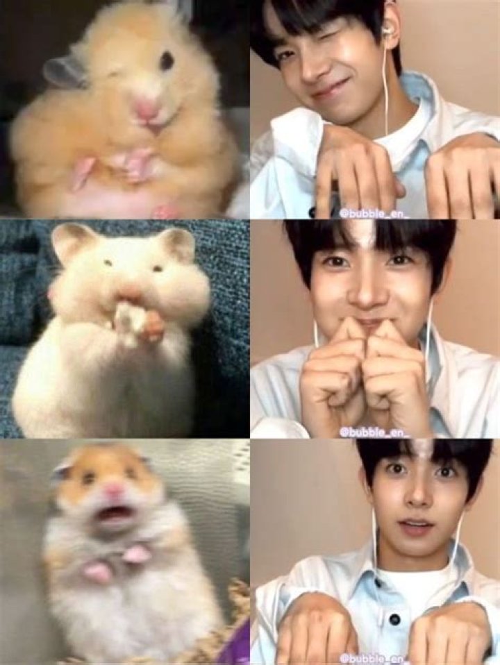 Korean Hamsters: A Comprehensive Guide to Their Care, Behavior, and Unique Traits