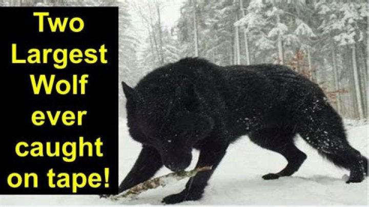 The Largest Wolf on Record: Discovering the Giants of the Canine World