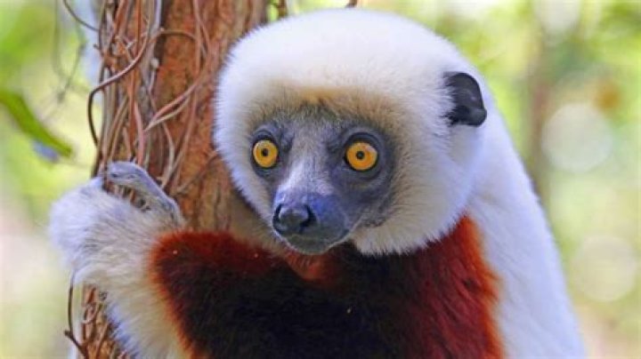 Discover the Fascinating World of Lemurs: Everything You Need to Know