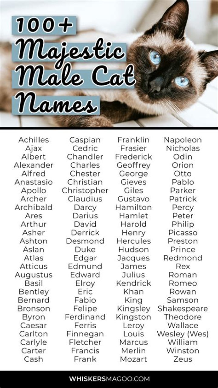 Creative Male Cat Name Ideas for Your Feline Friend