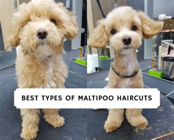 Discovering the Best Maltipoo Cuts for Your Adorable Companion