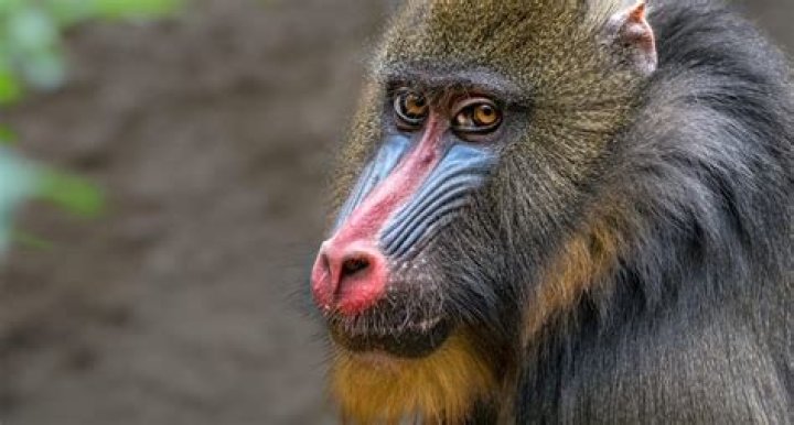 Mandrill and Lion: Exploring the Dynamics Between Two Iconic Species