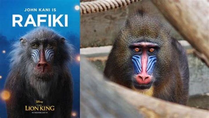 Mandrill Lion King: Exploring the Fascinating Connection Between Mandrills and the Iconic Movie
