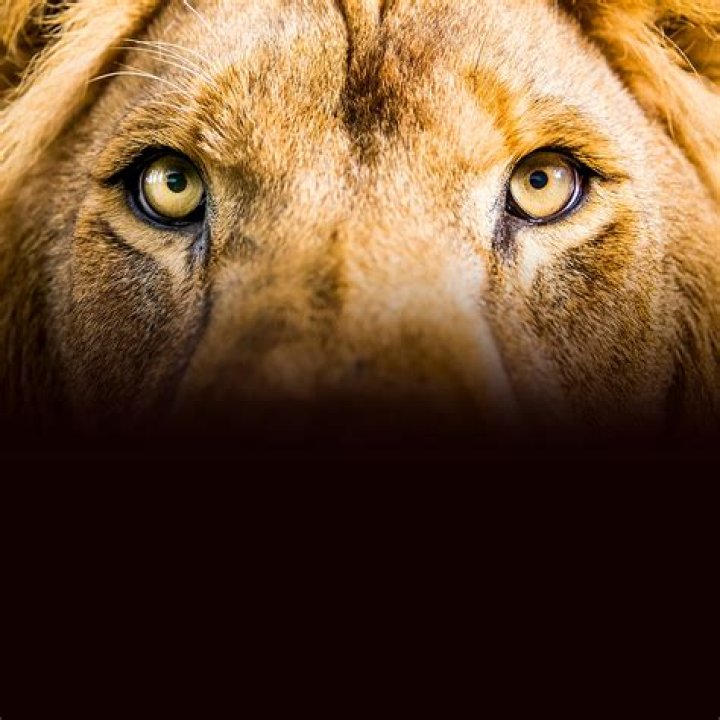 Meet the Fakers: Unveiling the Truth Behind Deception and Misinformation