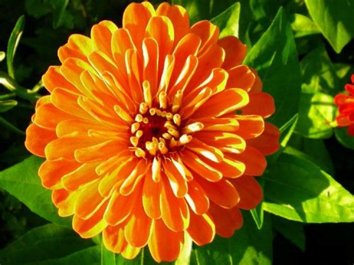 Discover the Beauty and Symbolism of Orange Flowers: A Complete Guide