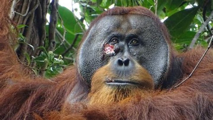 Understanding Orangutan IQ: Intelligence and Behavior of Our Primate Relatives