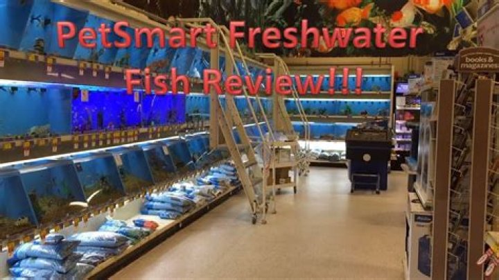 Petsmart Warranty on Fish: Your Ultimate Guide to Understanding Fish Purchases