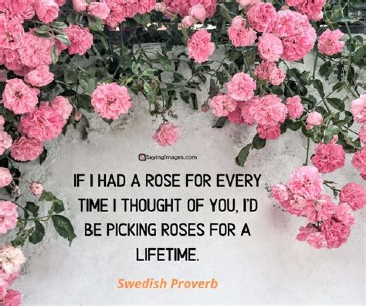 Phrases About Roses: The Language of Love and Beauty