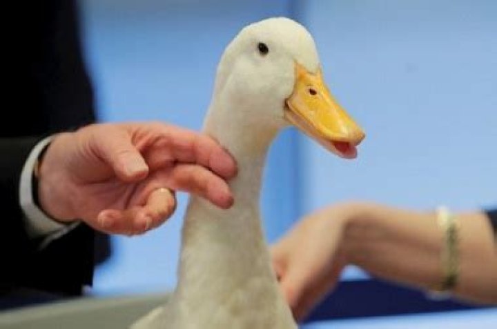 What is Aflac? Everything You Need to Know About This Leading Insurance Provider