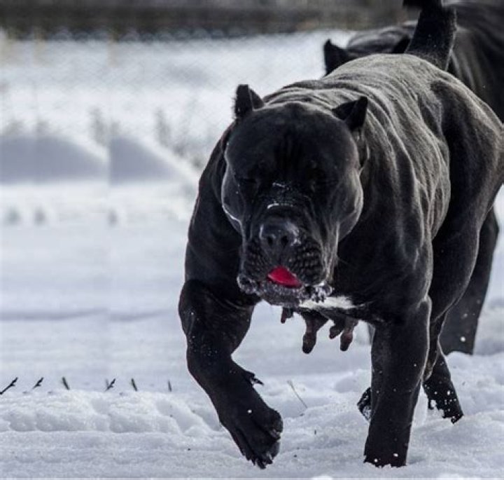 Understanding Scary Dogs: A Comprehensive Guide