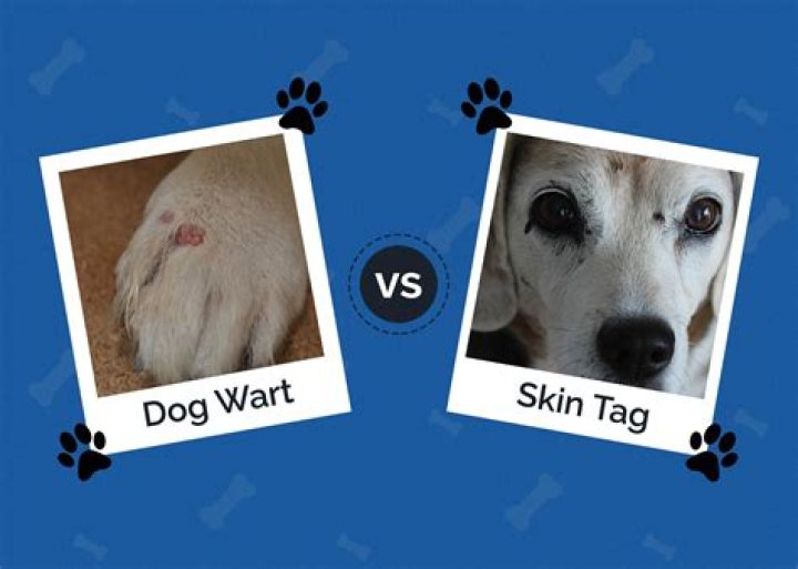Skin Tag on Dog's Head: Causes, Treatments, and Prevention
