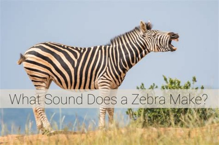 The Fascinating Sound of Zebra: What You Need to Know