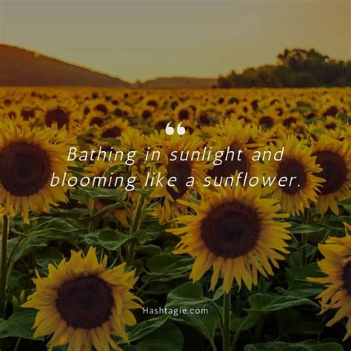 Sunflower Captions: Brighten Your Social Media with the Perfect Words
