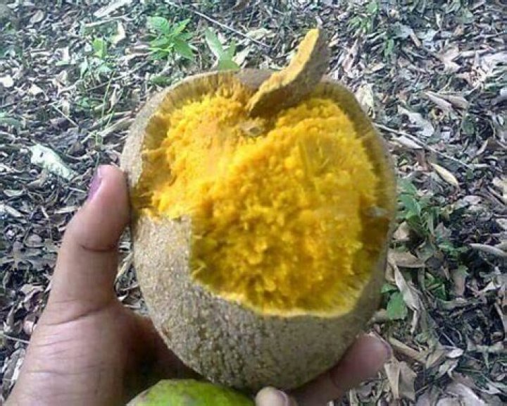 Sunsa Fruta: The Ultimate Guide to This Exotic Fruit