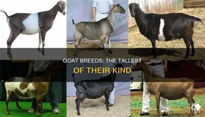 Tallest Goat Breed: Discover the Giants of the Goat World