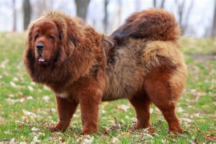 Tibetan Mastiff: The Majestic Guardian of the Himalayas