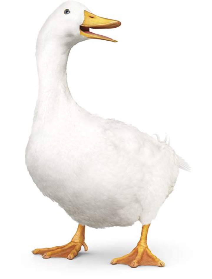 What is Aflac For? Understanding the Purpose and Benefits of Aflac Insurance