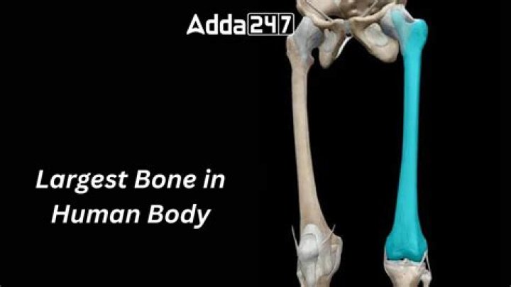 What Is the Largest Bone in the Human Body? A Comprehensive Guide