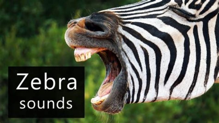 What Noise Does a Zebra Make? Discovering the Sounds of These Striped Mammals