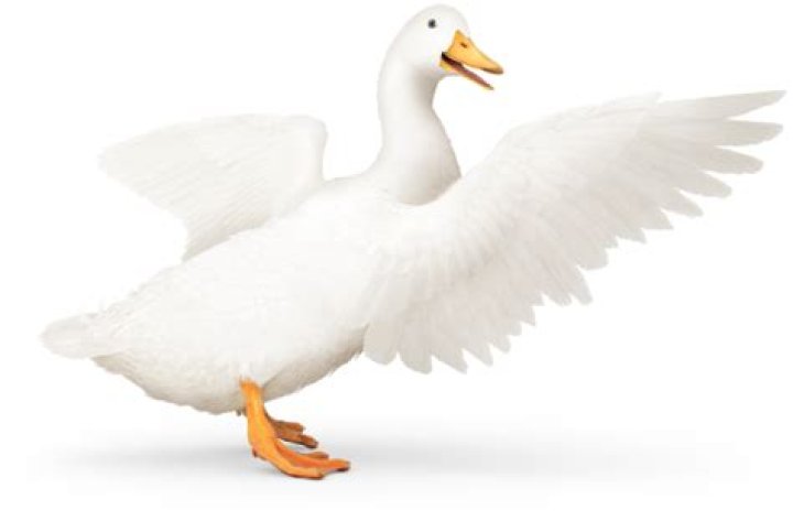 What Type of Insurance is AFLAC? A Comprehensive Guide