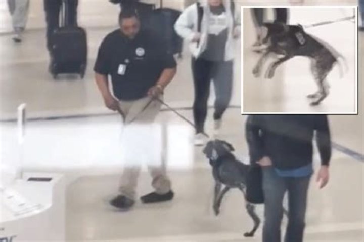 Worker Critical After Dog Dispute: A Shocking Incident Unfolds