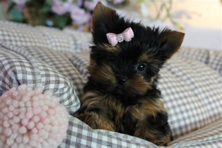 Finding the Perfect Yorkie Puppy Breeders Near Me